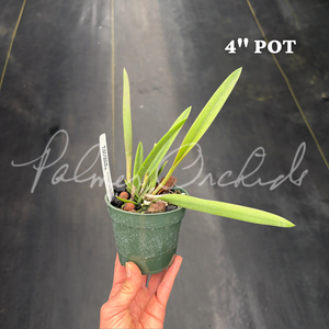 Rcv. Jimminey Cricket — Palmer Orchids